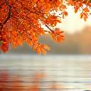 Hojas de otoño cayendo sobre un río.
